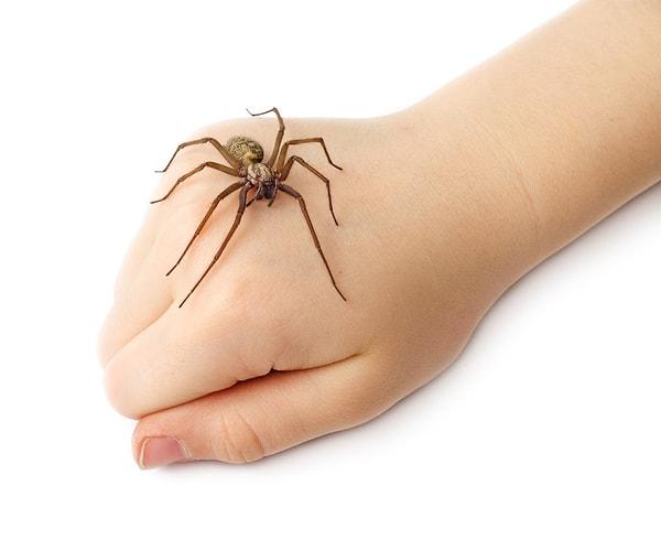 Anksiyete bozuklukları söz konusu olduğunda hayvan fobisinden söz edilir ve bunlardan biri de örümcek fobisi olarak karşımıza çıkar.