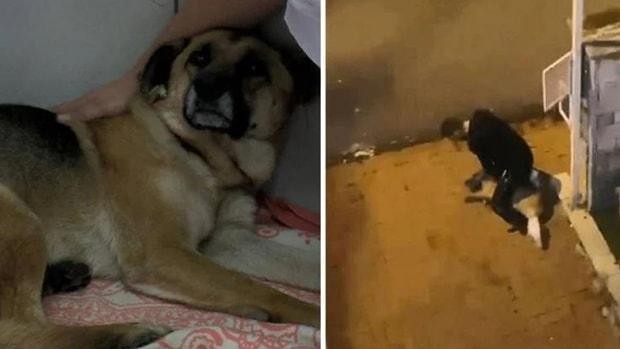 Köpeği Boğmaya Çalışan Saldırgan Yeniden Gözaltına Alındı
