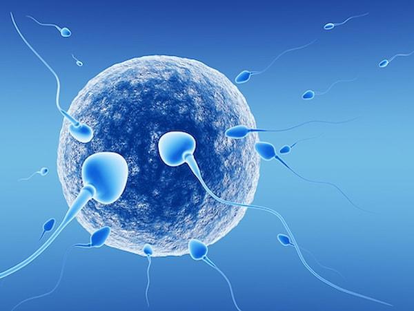 Araştırmada sperm sayısındaki gerilemenin nedenleri üzerinde durulmamış olsa da araştırmacılar bunun modern çevre ve yaşam tarzı ile alakalı küresel bir krizi yansıttığını belirterek kimyasal maddelerin hormon ve üreme sistemleri üzerindeki negatif etkilerine dikkat çekti.