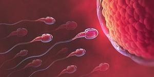Ученые выяснили, что за последние 50 лет количество сперматозоидов у мужчин уменьшилось вдвое