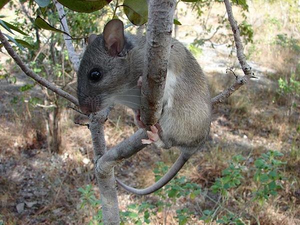 Key Largo orman faresi, yalnızca güney Florida'da bulunan, nesli tükenmekte olan bir kemirgen.