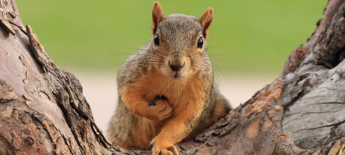 Rüyada Sincap Görmek Sevdiklerinizle Huzurlu ve Mutlu Bir Yaşam Sizi
