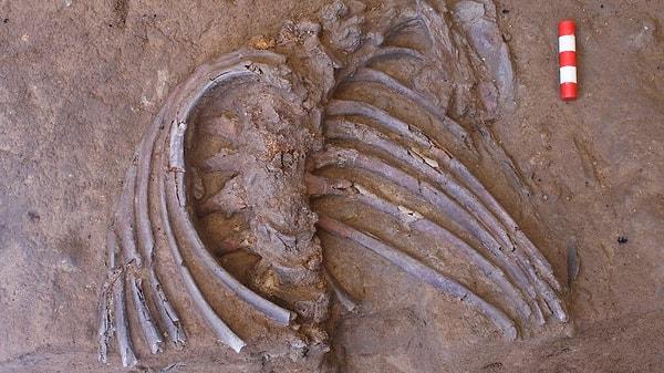 Afrika'dan daha önceki Homo sapiens kemikleriyle yapılan karşılaştırma, bu bireylerin çenelerinin bizim şimdi sahip olduğumuz çenelerden daha az belirgin olduğunu gösterdi.
