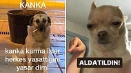 Eğer Köpeğiniz Bu Davranışları Sergiliyorsa Partneriniz Sizi Aldatıyor Olabilir!