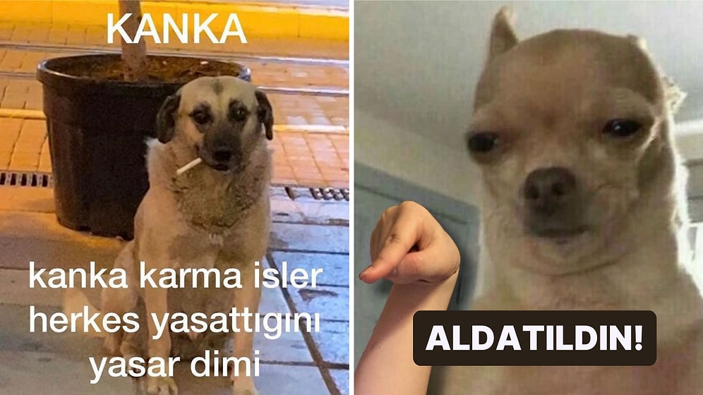 Eğer Köpeğiniz Bu Davranışları Sergiliyorsa Partneriniz Sizi Aldatıyor Olabilir!