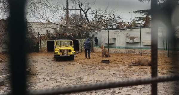 Kükreme sesinin insan psikolojisini bozacak derecede etkili olduğu için mühürlenmişti