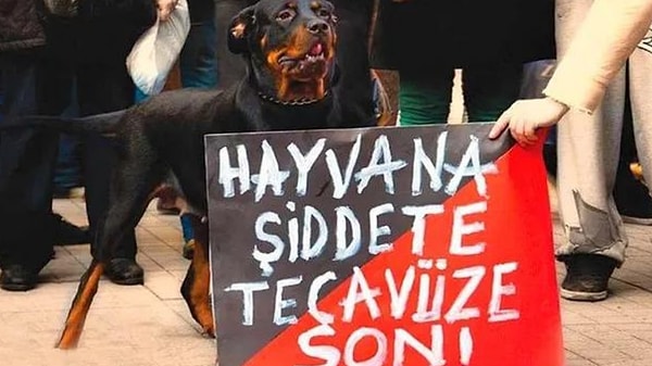 'Ben bir köpeği öldürdüğümde benim başıma bir şey gelmez'