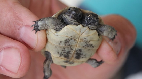 Çift Başlı Kaplumbağa Yavrusu Bulundu: "İki Kafası da Aynı Anda Çalışıyor"