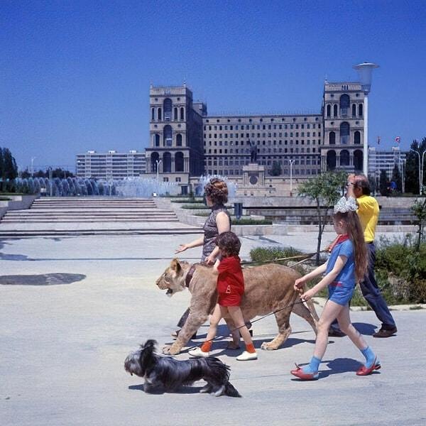 15. Bakü, Azerbaycan'da gezdirilen evcil aslan - 1974: