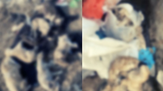Bir Vahşet Haberi de Ağrı’dan: Öldürülen Köpekler Çöpe Atıldı!