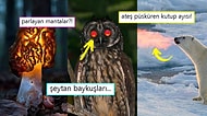 Görünce İçinizi Rahatlatıp Yüzünüzde Bir Gülümseme Bırakacak Birbirinden Etkileyici 17 Görsel