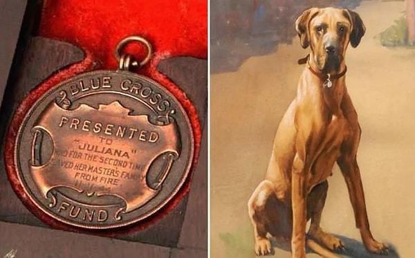 9. İkinci Dünya Savaşı'nda Danua cinsi ve Julie isimli bir köpek, yakıcı bir bombanın üzerine işeyerek patlamasını engellediği için askeri madalya aldı.