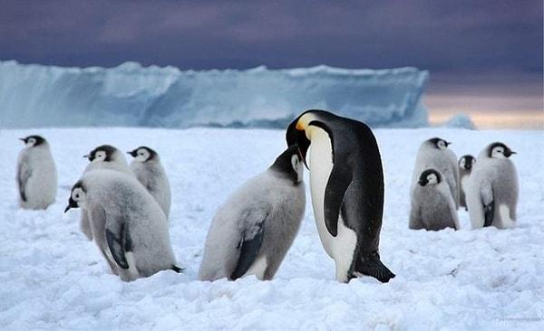 4. “Eski kocam hayatında ilk kez penguen gördüğünde şoka girmişti, kendisi penguenleri hep televizyonda gördüğü için boylarının 2 metre olduğunu sanıyormuş.”