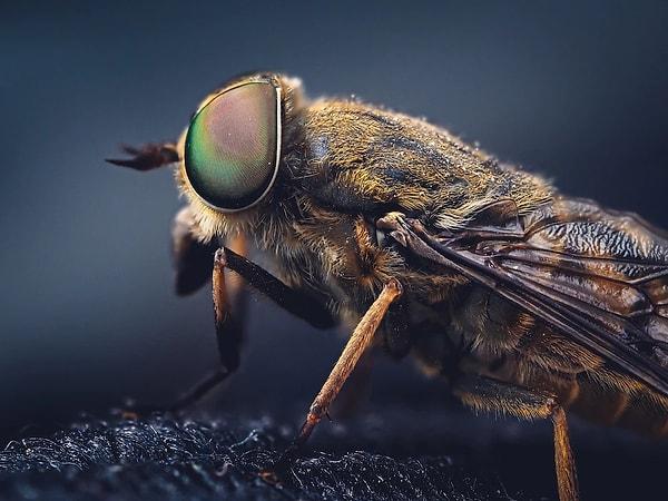 Kasai ve meslektaşları daha sonra Vietnam'dan gelen ve böcek ilacına karşı özellikle yüksek dirençli iki sivrisinek popülasyonunun genomlarını analiz ettiler.