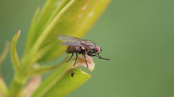 Ekip ayrıca, 500 ila 1000 kat daha yüksek piretroid dozlarında hayatta kalabilen bir mutasyon kombinasyonuna sahip sivrisinekleri de tanımladı.