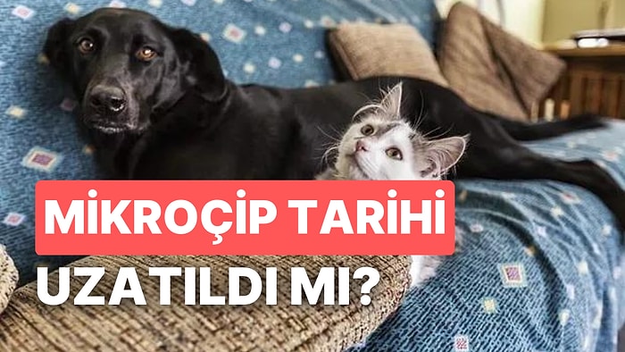 Evcil Hayvanlara Mikroçip Zorunluluğunda Son Gün Ne Zaman? Mikroçipte Süre Uzatılacak mı?