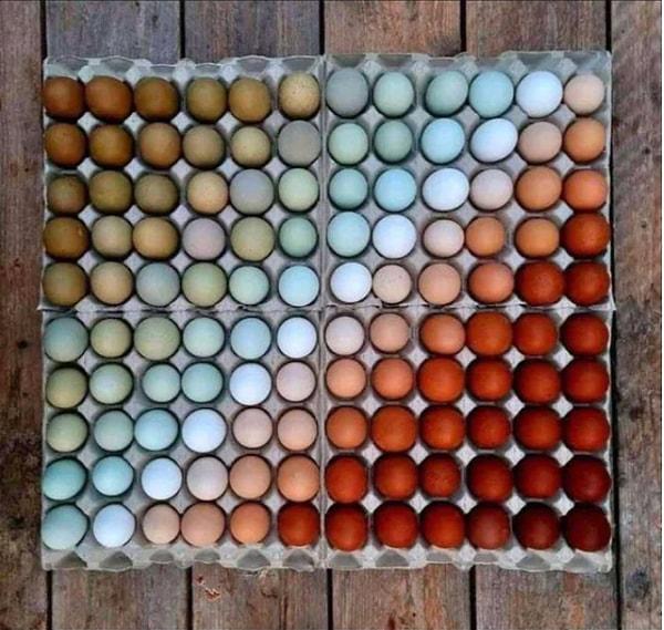 12. Yumurtaların renklerine bir bakın!
