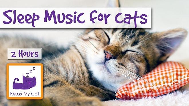 Kedinizin Kolayca Uykuya Dalması için Dinletebileceğiniz 10 Şarkı