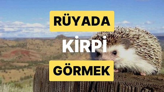 Rüyada Kirpi Görmek: Arkanızdan İş Çeviren ve Sinsi Planlar Yapan Birileri mi Var?