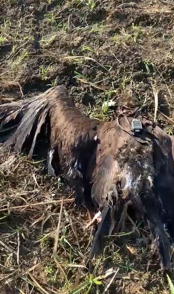 "Bulgaristan Kuşları Koruma Derneği, kara akbabanın vericisinden gelen sinyallerde bir olumsuzluk görünce kontrol edilmesini istedi"