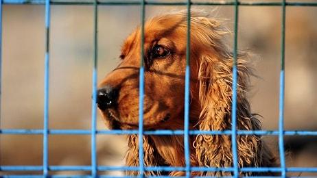 Evcil Hayvan Çip Uygulamasıyla Sokağa Bırakmalarda Artış Yaşandı