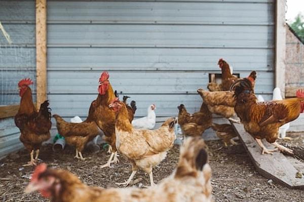 18. Tavukların iletişim kurmak için kullandıkları otuzdan fazla farklı sesten oluşan kendi dilleri vardır.