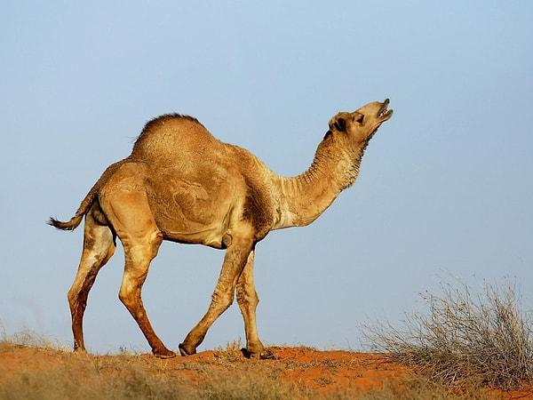 1. Hörgüçler, develerin çevrelerine uyum sağlamaları için ortaya çıkmıştır.