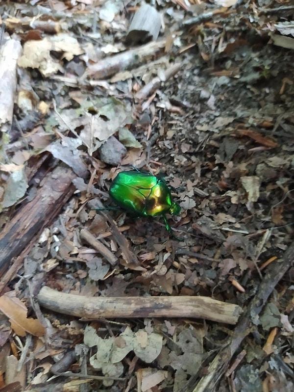 3. Bu böceğin parlak yeşil rengi karşısında doğaya hayran kalmamak elde değil!