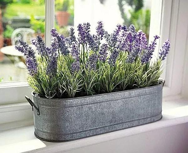 10. By applying lavender oil to the walls and doors of your home, you create a natural room fragrance and strengthen the energy cycle.