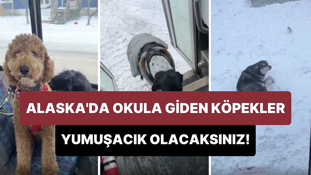 Alaska'da Okula Giden Köpeklerin Görüntüleri Gözlerinizden Kalpler Fışkırtacak