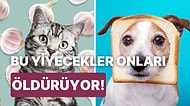 En İyi Dostlarımız Olan Kedi ve Köpeklerin Asla Yememesi Gereken Zararlı Yiyecekler