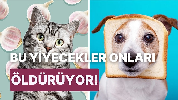 En İyi Dostlarımız Olan Kedi ve Köpeklerin Asla Yememesi Gereken Zararlı Yiyecekler