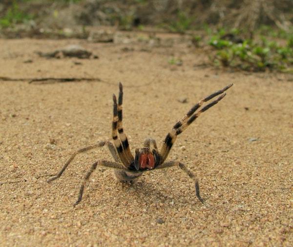 6. Brezilya'da bulunan bu örümceğin ısırığı nabzın, kan basıncının ve solunum hızının artmasına, birkaç saat süren penis ereksiyonuna neden olabilir.