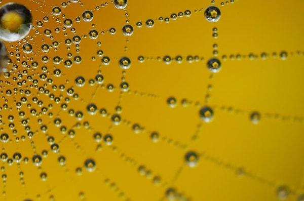 17. Örümcek ağına düşen yağmur damlalarının fotoğrafı 😍