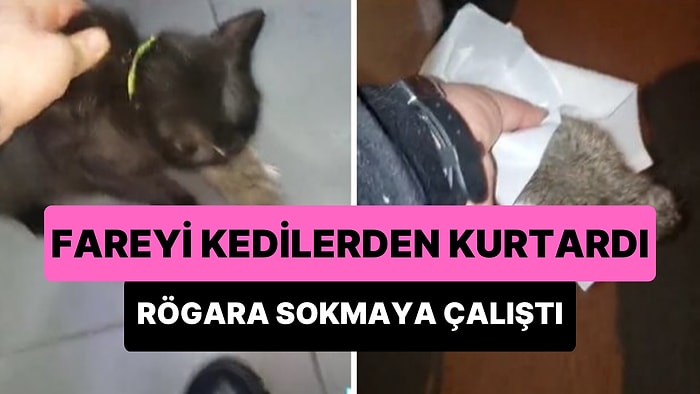 Kedilerden Kurtardığı Fareye 'İyi Misin, Yaşıyor musun?' Diye Sorup Rögar Deliğine Sokmaya Çalışan Adam