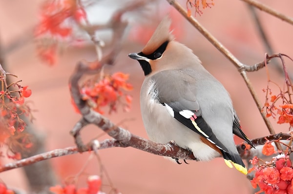 Güzel haber: Bazı araştırmalar kuşlar uzak durması gerektiği besinleri anladığını ifade ediyor.