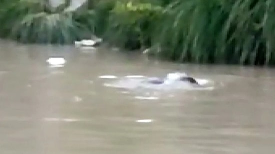 Tehlike Altındaki Su Samuru Şırnak’ta Görüntülendi