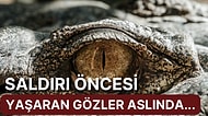 'Timsah Gözyaşları' Teriminin Ardındaki Gerçeği Öğrenince Bi' Miktar Şaşırabilirsiniz!