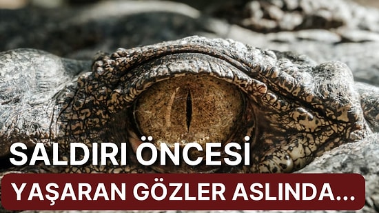 'Timsah Gözyaşları' Teriminin Ardındaki Gerçeği Öğrenince Bi' Miktar Şaşırabilirsiniz!