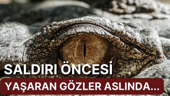 'Timsah Gözyaşları' Teriminin Ardındaki Gerçeği Öğrenince Bi' Miktar Şaşırabilirsiniz!