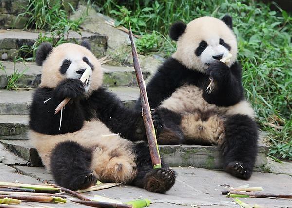 Dev panda ayıları sadece bambu yedikleri için beslenme seçeneği en sınırlı olanlardır!