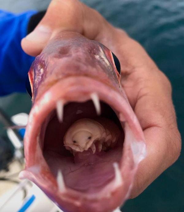 1. Bir balığın ağzında bulunan meşhur 'dil yiyen' parazit...