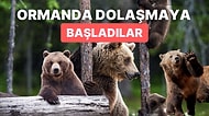 Bu Sene Kış Gelmediği için Uyuyamayan Ayıların Saldırgan Olabileceği Konusunda Uyarı Yapıldı