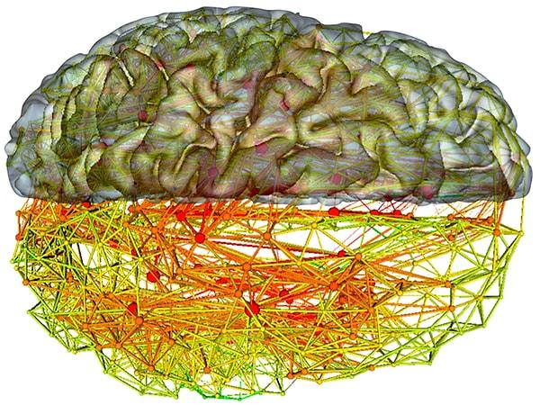 Bu çalışmaların üçte birinde ekip, iki beyin bölgesinin gri maddesinde azalma – veya körelme – buldu: anterior singulat ve insula.