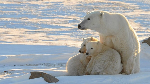 Alaska’da ölümcül kutup ayısı saldırısı, pek sık görülen bir olay değil.