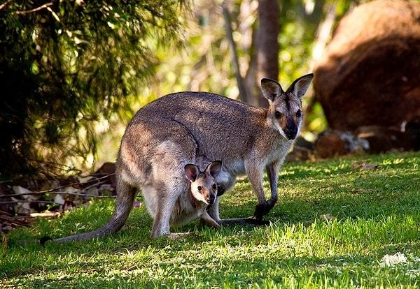 11. Küçük kangurular olan valabiler, bir yırtıcı saldırdığında keselerindeki yavruyu atıyorlar çünkü bu şekilde kaçmak daha kolay!