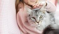 Исследование показало, что кошки могут распознать голос своих владельцев