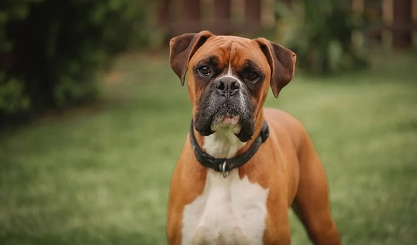 3. На какую породу похожа?