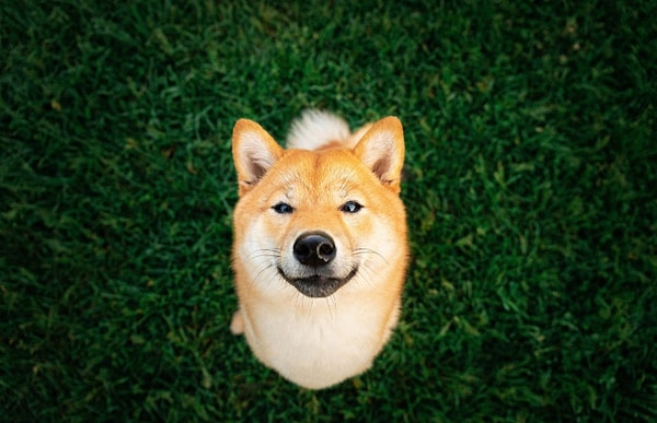 19. Что это за рыжее чудо?