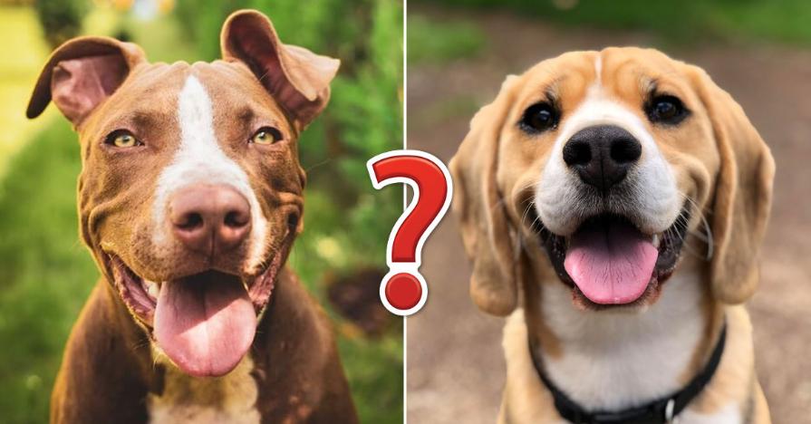 Тест: Только те, кто без ума от собак, смогут назвать все 20 пород. А вы сможете?